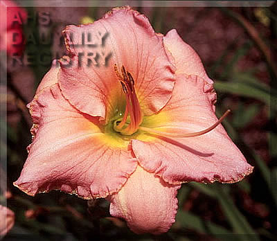 Sagamore Patience AHS image