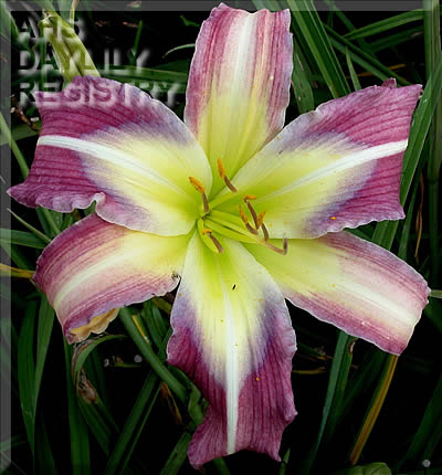 Marietta Star Dancer AHS image