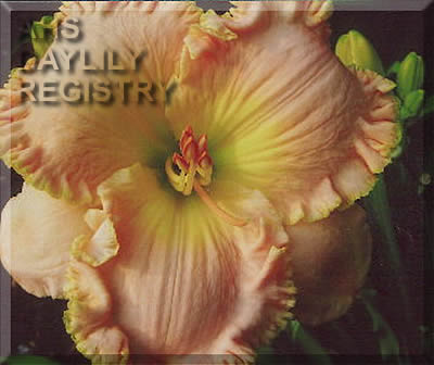 Cream Sorbet AHS image