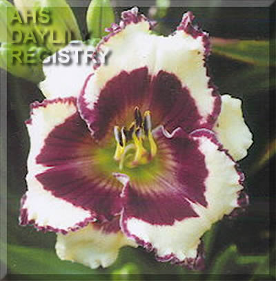 True North AHS image