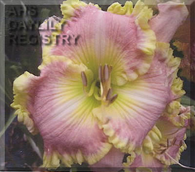 Shamrock Delight AHS image