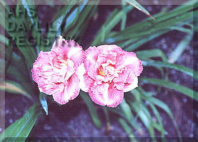 Black Forest Dolly
