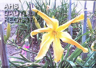 Whirling Sidewinder AHS image