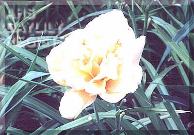 Georgia Peach Belle