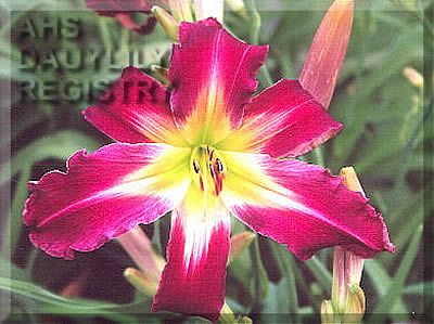 Stars in Her Eyes AHS image