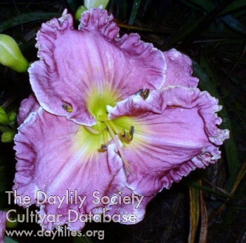 Viola O'Bryan AHS image