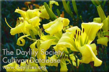 Rosamond's Yellow Scarf AHS image