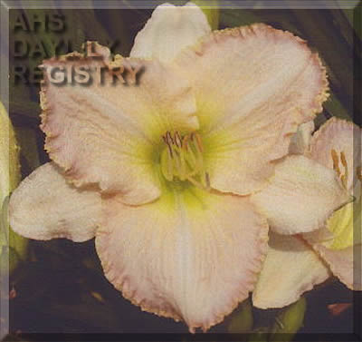 Misty Morning Sunrise AHS image