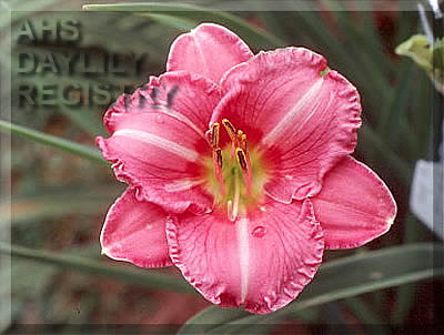 Freewill Offerings AHS image
