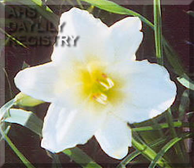 Fencylvania Sissinghurst Ivory AHS image