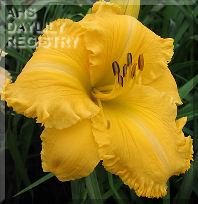 Carolina's Most Wanted AHS image