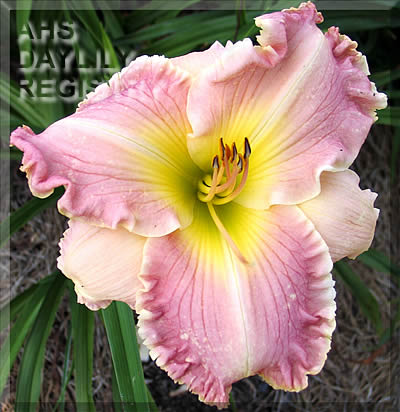 Caledonia Plantation AHS image