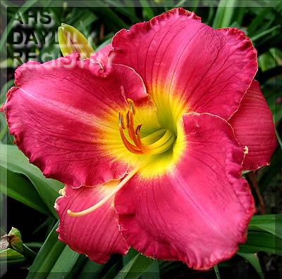 Sensational Aunt Sally AHS image