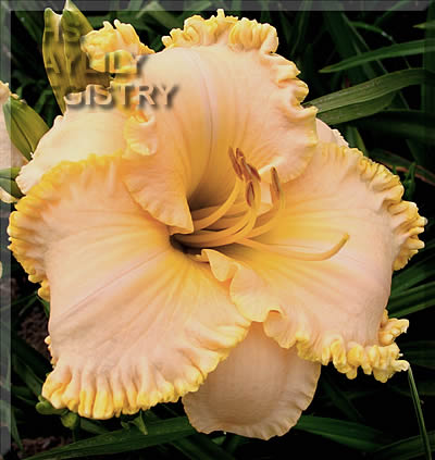 Browns Ferry Peaches N' Cream AHS image