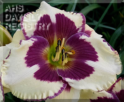Lucky Lucy AHS image