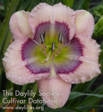 Westbourne Sweet Dew Drops AHS image