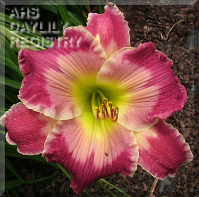 Raspberry Flambe AHS image