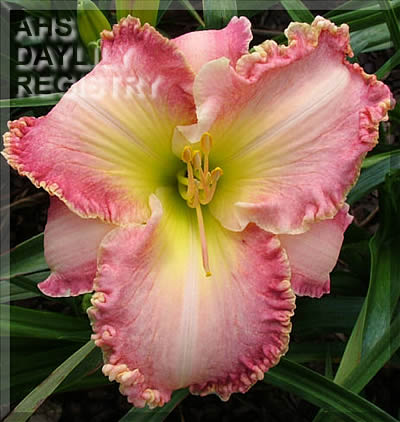 Cosmic Blush AHS image