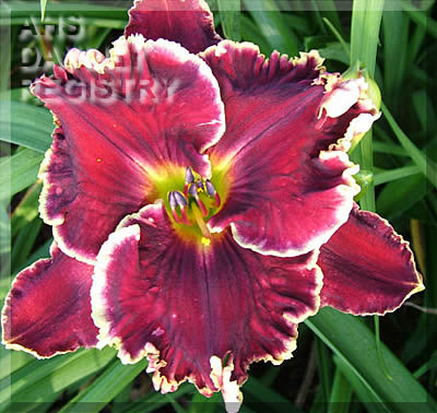 Calypso Berry
