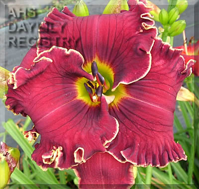 Bursting Into Life