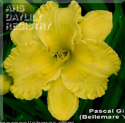 Pascal Girard AHS image