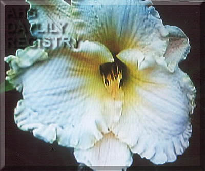 Bejeweled Beauty AHS image