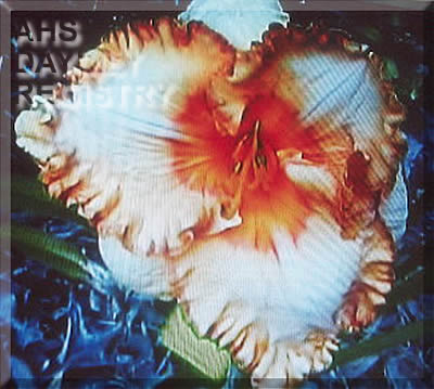 Colors Inc AHS image