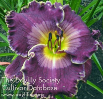 Midnight in the Garden AHS image