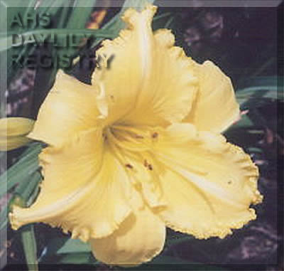 Magic Showcase AHS image
