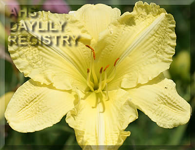 Cindy's Serenity AHS image