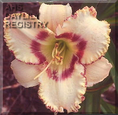 Shadayzee AHS image