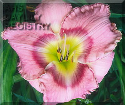 Sweet Sassa Marie AHS image