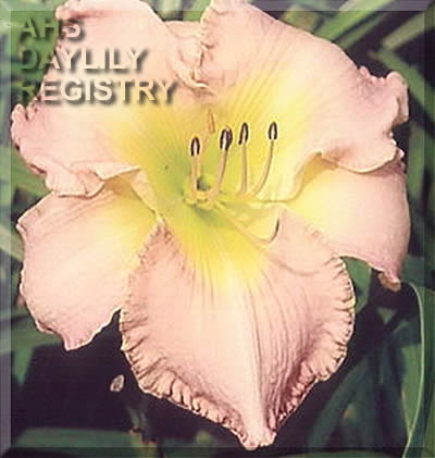 Bridgewater Pink
