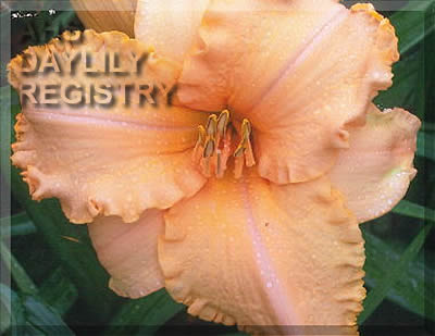 Orange Blush AHS image