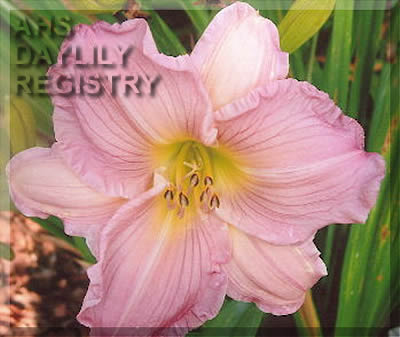 Judy Downall Molter AHS image