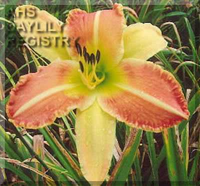 Barbara Castille AHS image