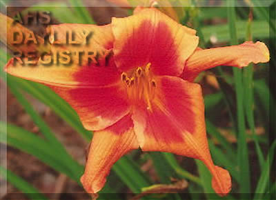 Tizzy Wizzy AHS image