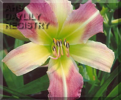 Honey Lou AHS image