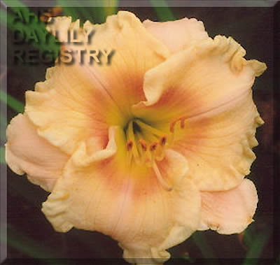 Denise L Shipley AHS image