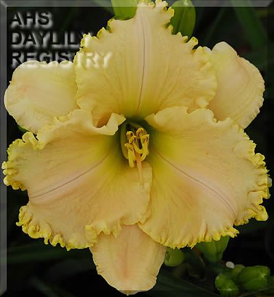 Kentucky Lucky AHS image