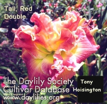 Tony Hoisington AHS image