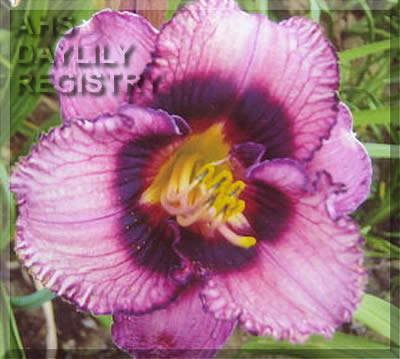 Marie-Ève Tremblay AHS image