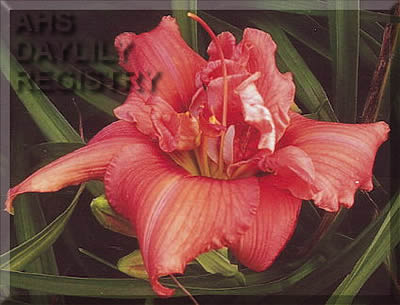 Newkan Raspberry Swirl