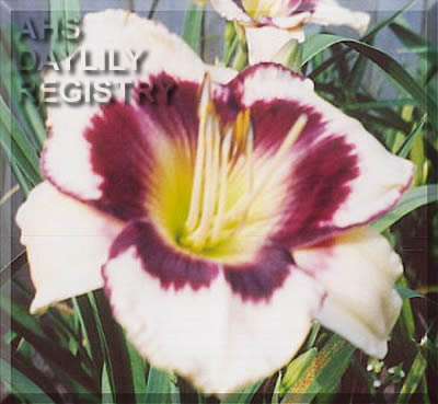 Sheri Lee AHS image