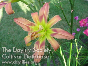 Hilda Dean AHS image