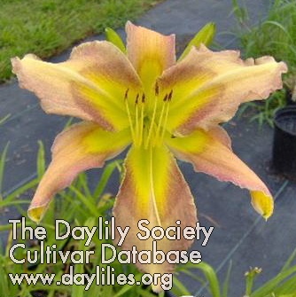 Orchid Mutation AHS image
