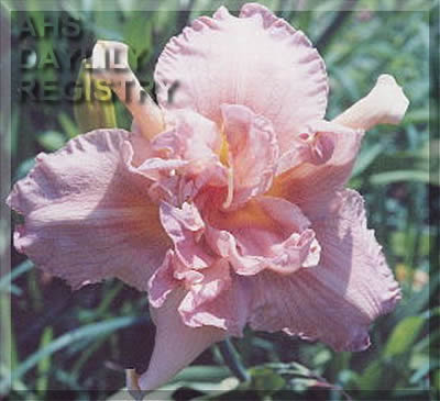 Debra's Georgia Peach