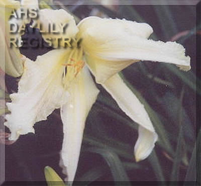 Terry's Lemon Frosty AHS image