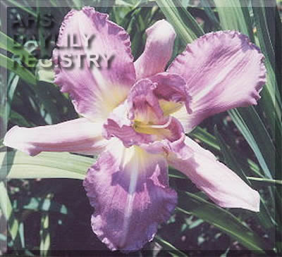 Debra's Tropical Island AHS image
