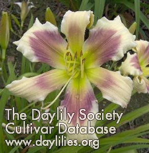 Primrose Moth AHS image